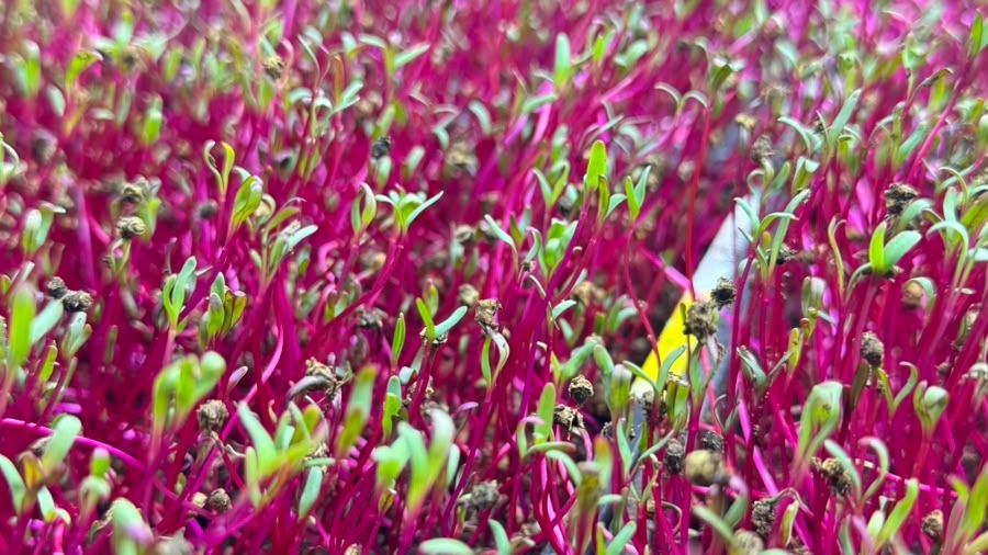 Entrei na fazenda cor-de-rosa que cultiva verduras em São Paulo