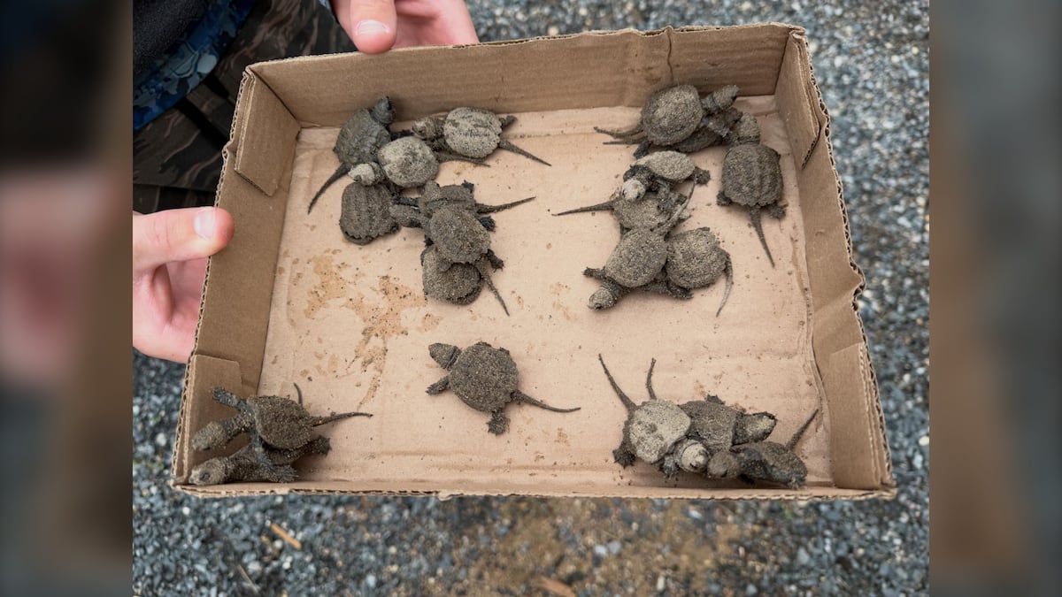 ‘Once in a lifetime kind of experience’: Family helps rescue dozens of baby snapping turtles in the Whiteshell