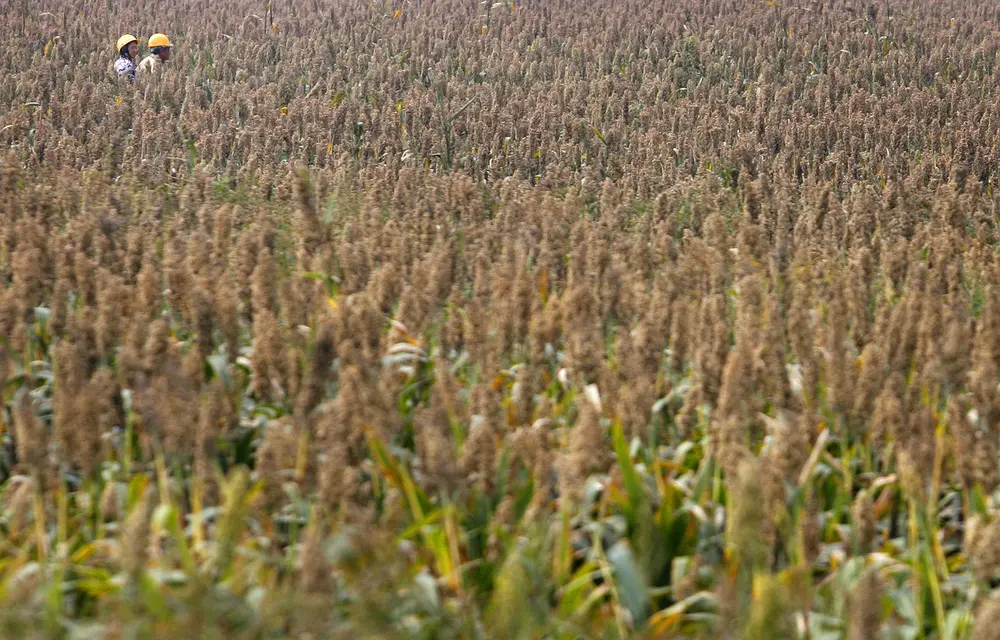 While the summer grains and oilseed production prospects for the 2023-24 season seem bleak because of the excessive dryness and heatwave, the global production conditions remain reasonably optimistic. (Nicky Loh/Reuters)