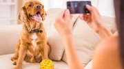 Com a chegada da primavera, cães podem sofrer mais com coceira e alergias