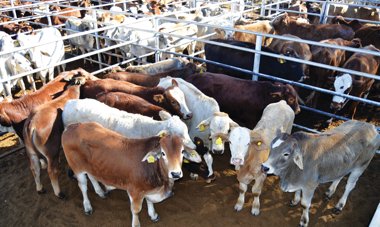 Agricultores de Omusati receberão centro de treinamento em campo