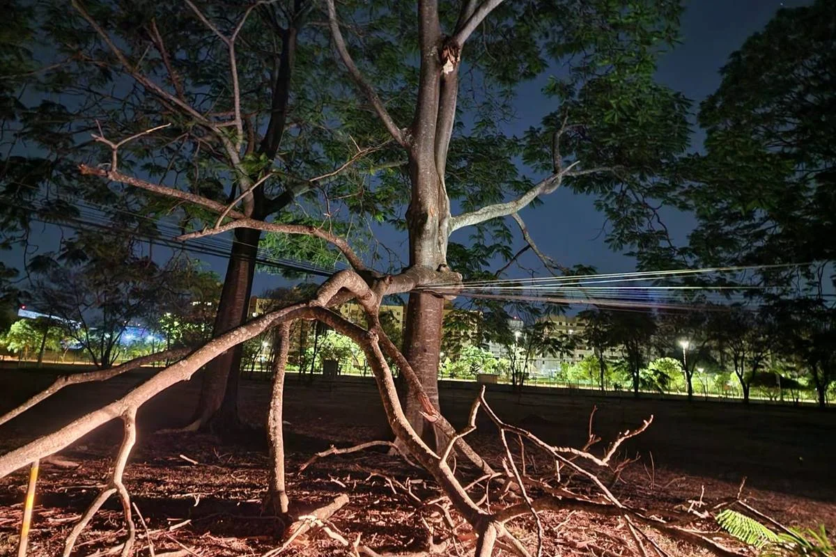 Imagem da matéria: Árvore cai sobre rede elétrica e deixa sem luz parte do Parque da Cidade