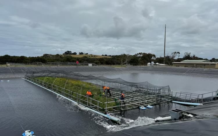 A floating garden of native plants on a wastewater lagoon on Phillip Island.