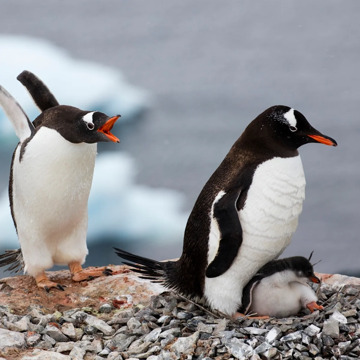 Pesquisadores descobrem nova espécie de pinguim pela 1ª vez em 100 anos