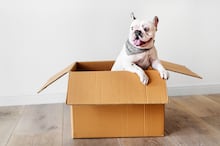 Saiba como ensinar o seu cachorro a voltar para casa