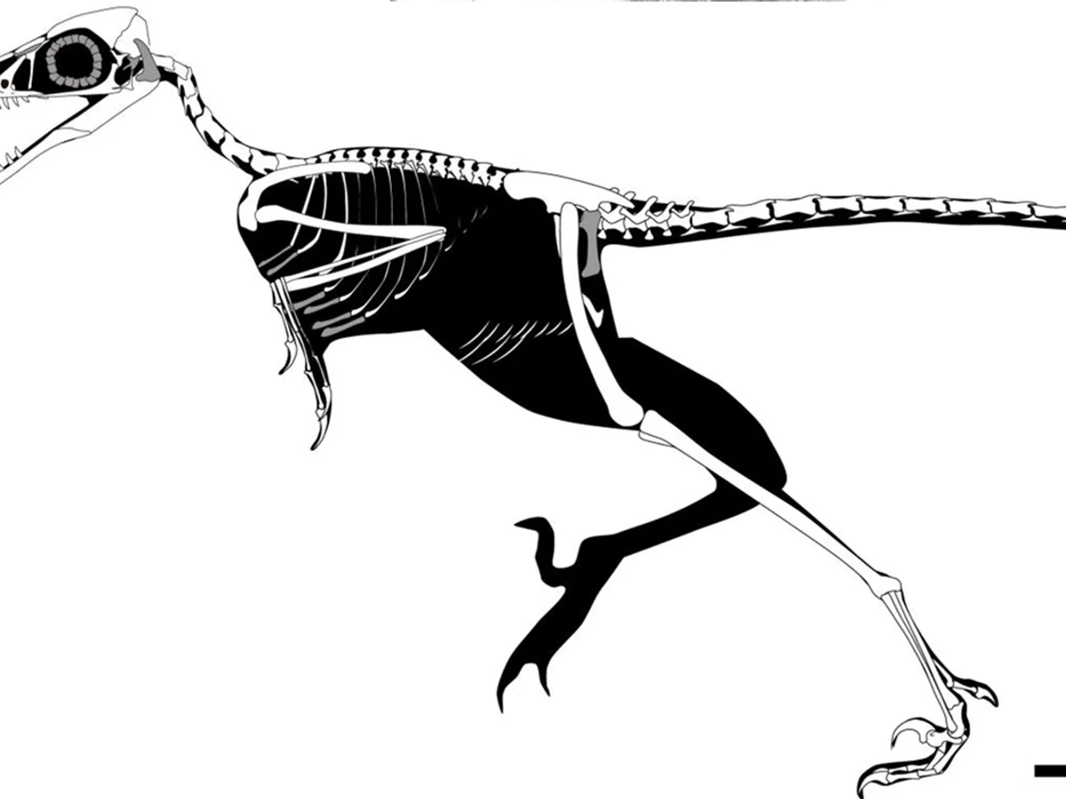 Fóssil de 150 milhões de anos descoberto na China revela ave que não voava