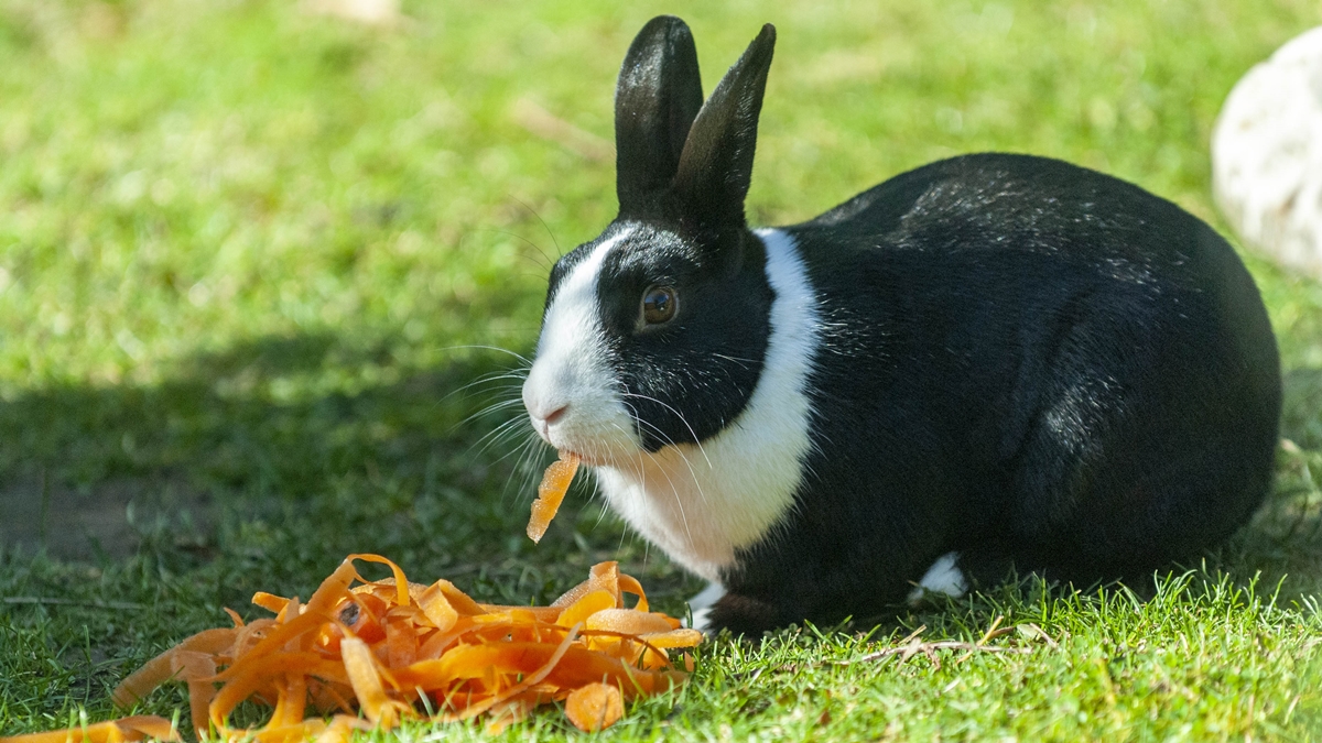 Coelho: veterinário explica a importância de incluir feno na dieta do pet