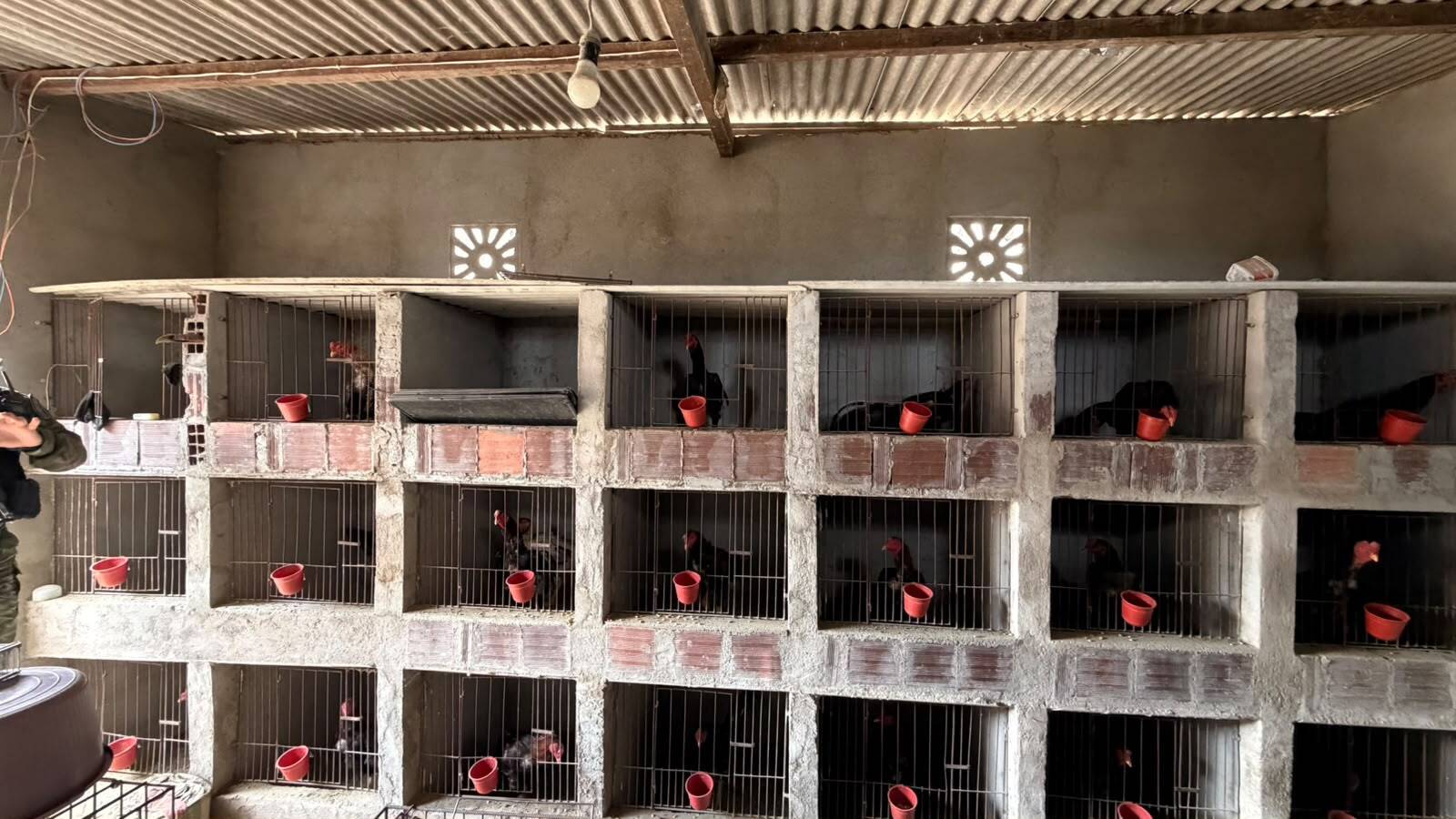 Suspeitos de homicídio são presos com mais de 60 animais em situação de maus tratos, na Paraíba