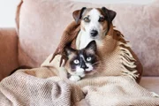 Nutrição correta reduz o risco de distúrbios intestinais em cães e gatos