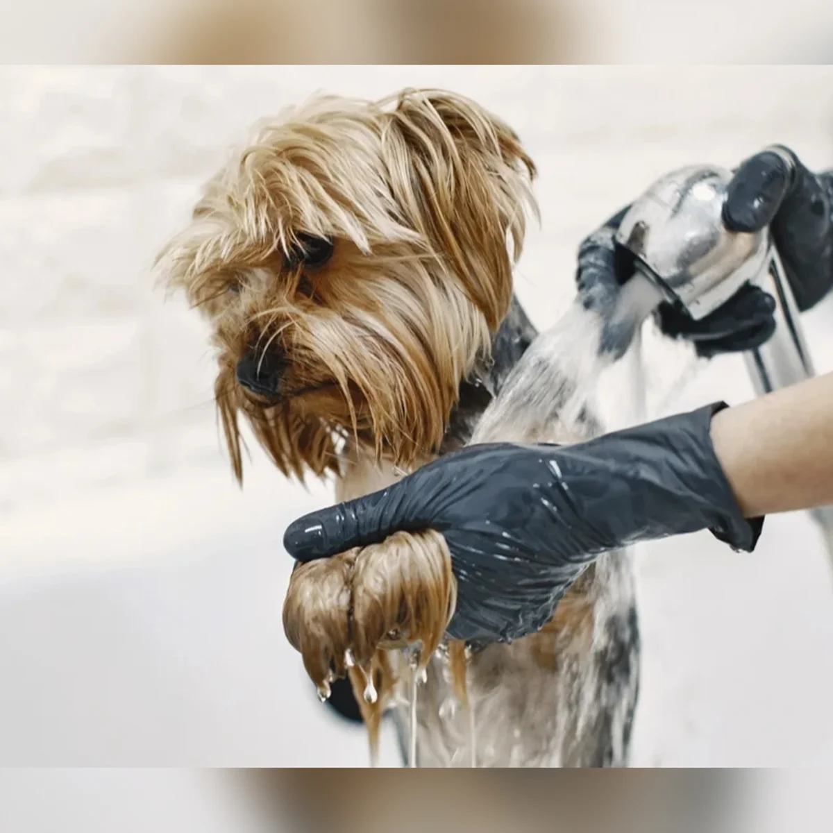 Preços de banho e tosa de pets disparam em BH e chegam a quase R$ 400