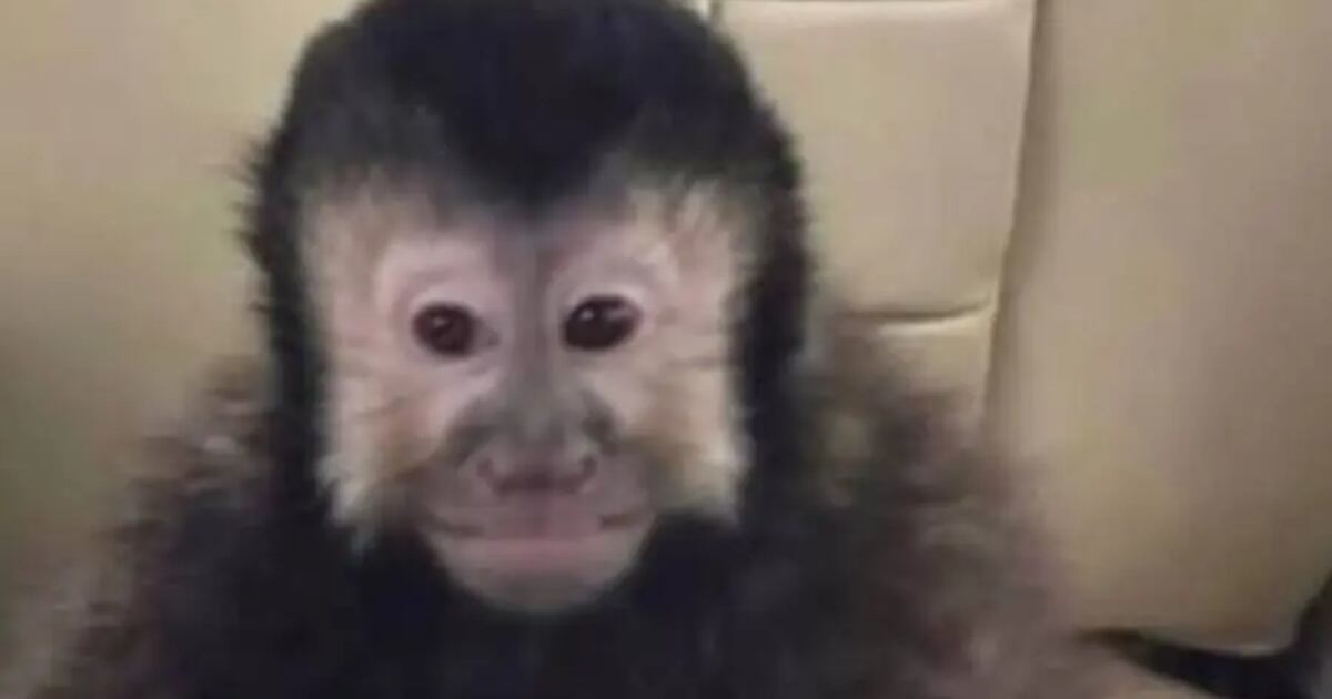 Laudo aponta que macaco-prego Alcebíades morreu por choque hemorrágico