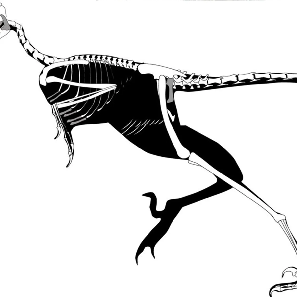 Fóssil de 150 milhões de anos descoberto na China revela ave que não voava