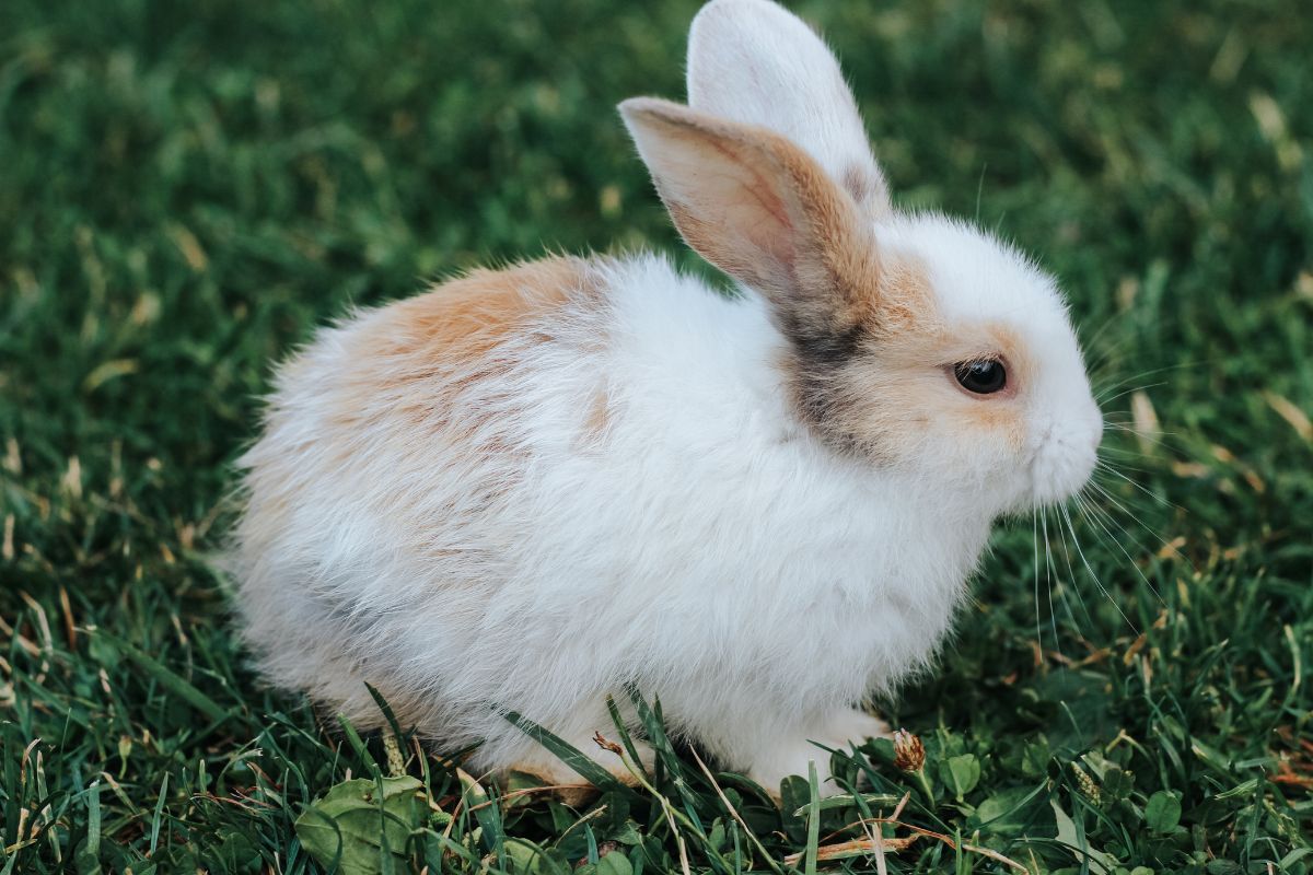 Coelho: veterinário explica a importância de incluir feno na dieta do pet