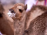 A Al Ain Farms leva o leite de camelo para o mercado global e transforma o produto dos EAU em um novo superalimento.