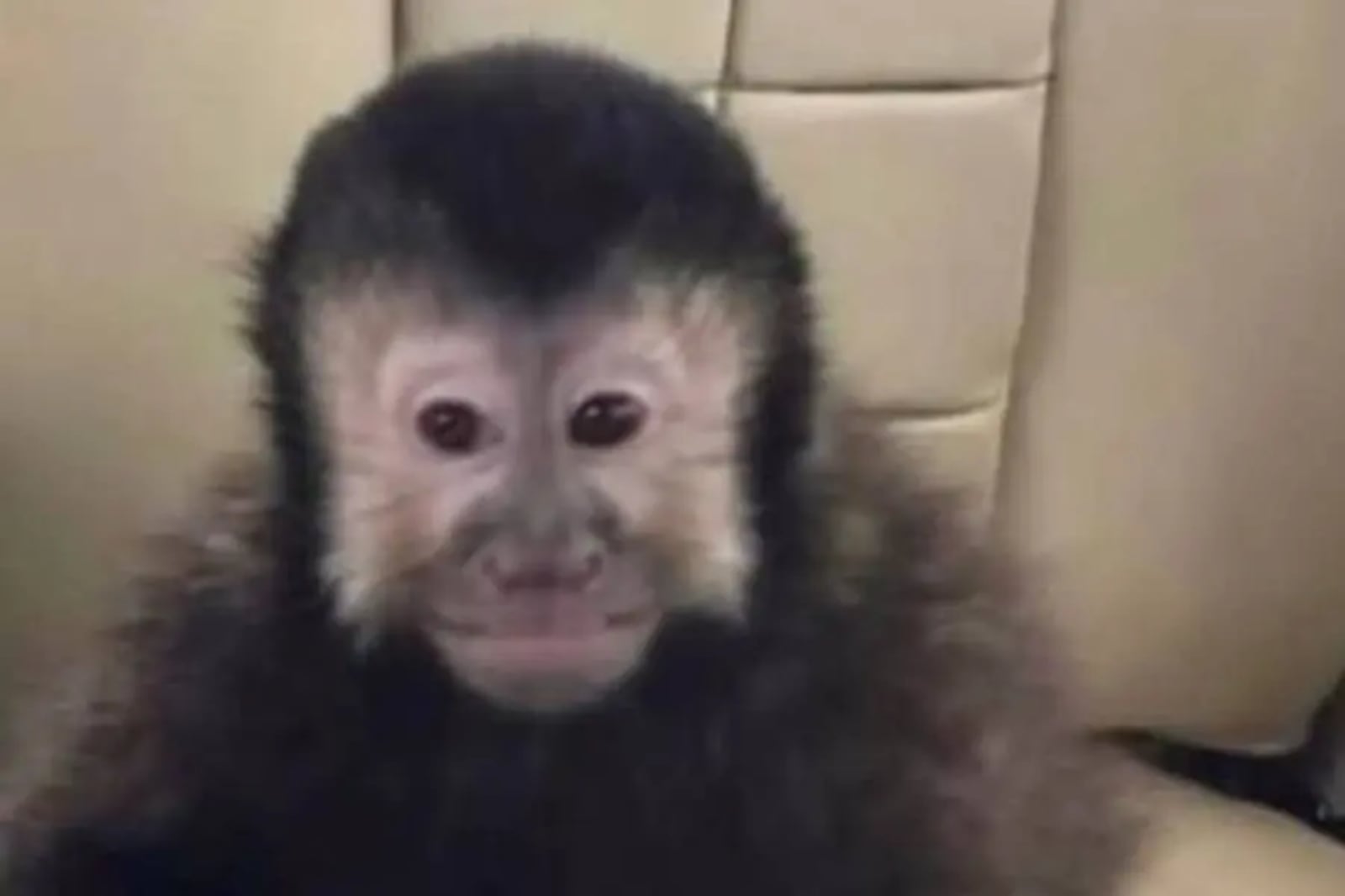 Macaco-prego morre dois dias após invadir residências e ser capturado pela Polícia