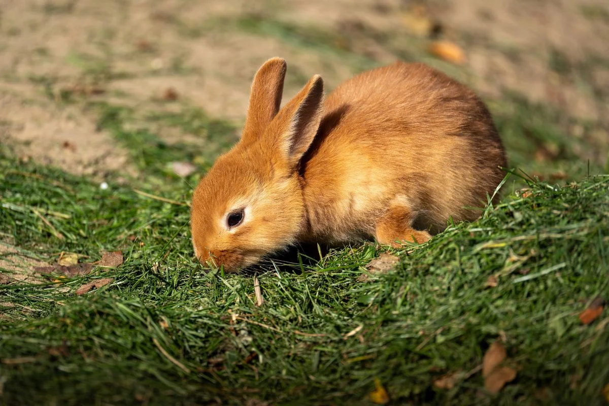 Coelho: veterinário explica a importância de incluir feno na dieta do pet