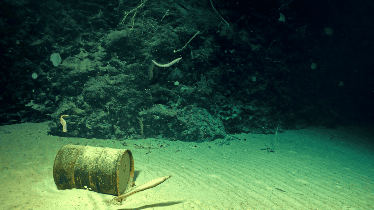 Lixo radioativo está abandonado no fundo do Atlântico há décadas; ele chegou à vida marinha?