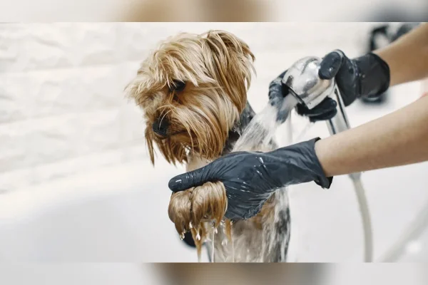 Preços de banho e tosa de pets disparam em BH e chegam a quase R$ 400
