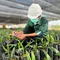 AALI Tebar Dividen Interim Rp 233 per Saham, Simak Jadwal Pembagiannya