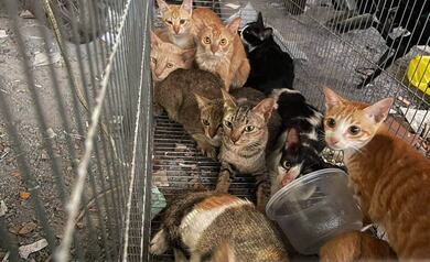 Polícia prende quadrilha que roubou mais de 2.700 gatos que seriam mortos para consumo