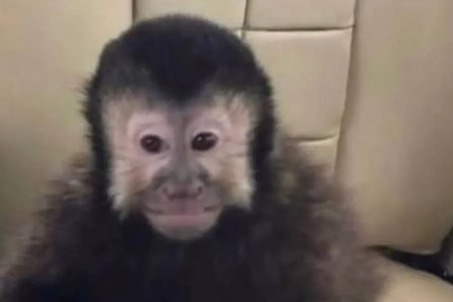 Laudo aponta que macaco-prego Alcebíades morreu por choque hemorrágico
