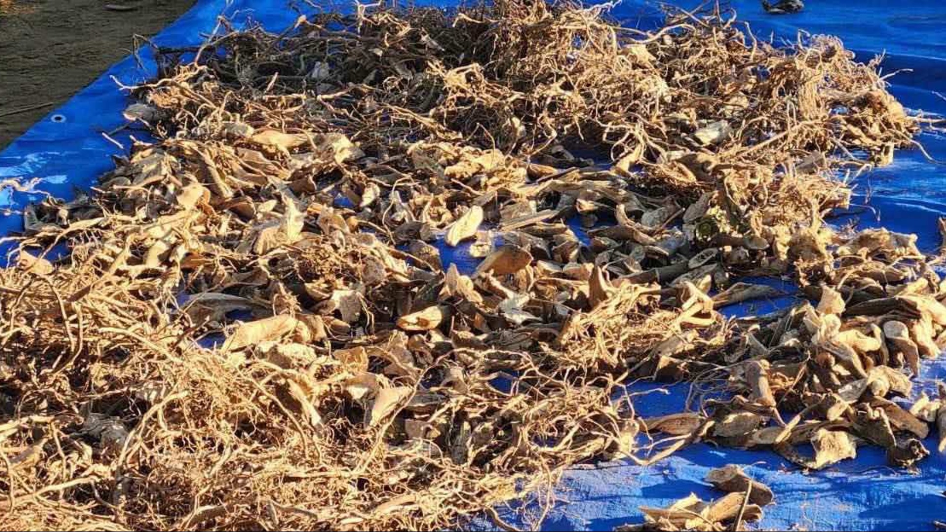 Public consultations on Kava Bill begin today, farmers and stakeholders urged to have their say
