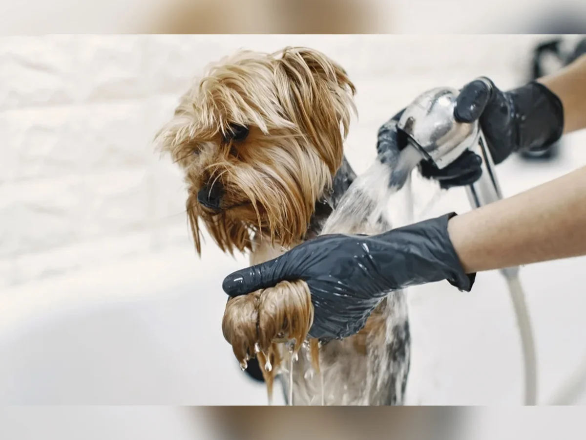 Preços de banho e tosa de pets disparam em BH e chegam a quase R$ 400