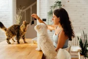 Nutrição correta reduz o risco de distúrbios intestinais em cães e gatos